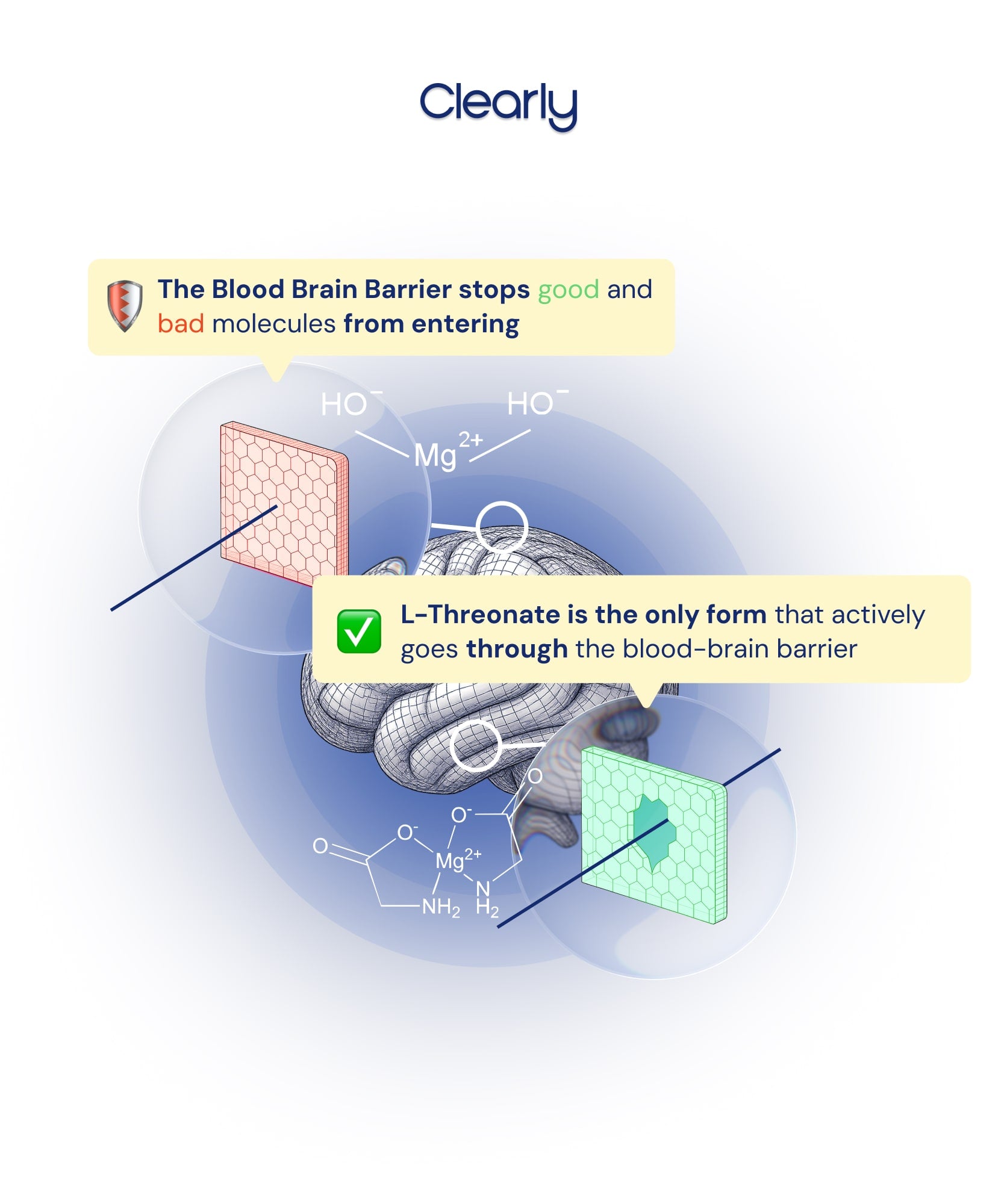 Explanation Bloodbrainbarriere of magnesium L-threonate