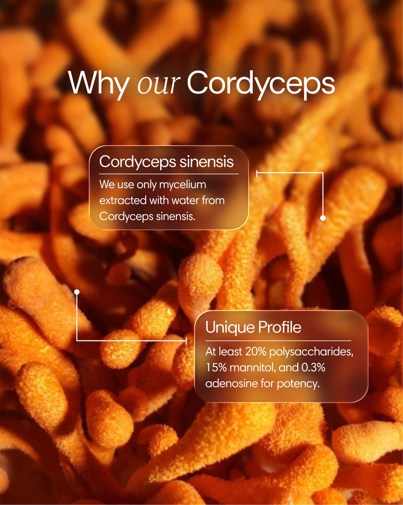 Clearly Cordyceps capsules in a bottle, showing the supplement's capsule form and label with natural ingredient details.
